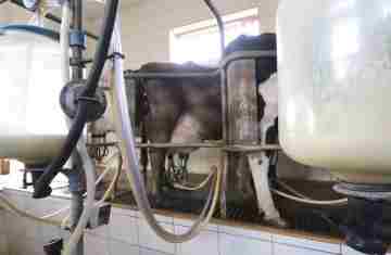 Governador sanciona lei que proíbe reconstituição de leite em pó importado no Paraná